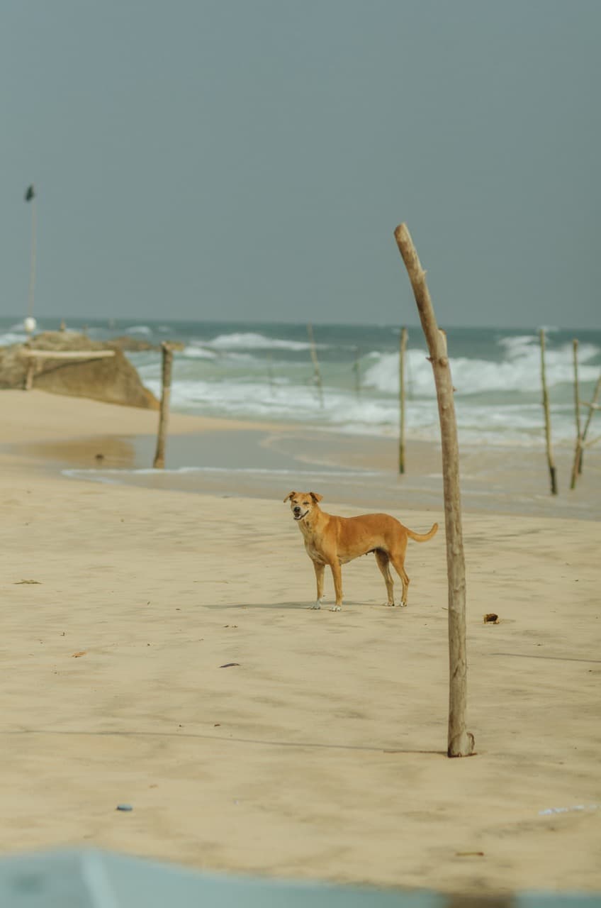 Превью Sri Lanka 2022